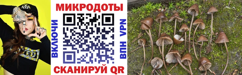 ссылка на мегу как войти  Дубовка  Псилоцибиновые грибы Psilocybe 